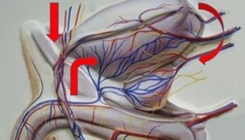 Varicose veins pelvic veins